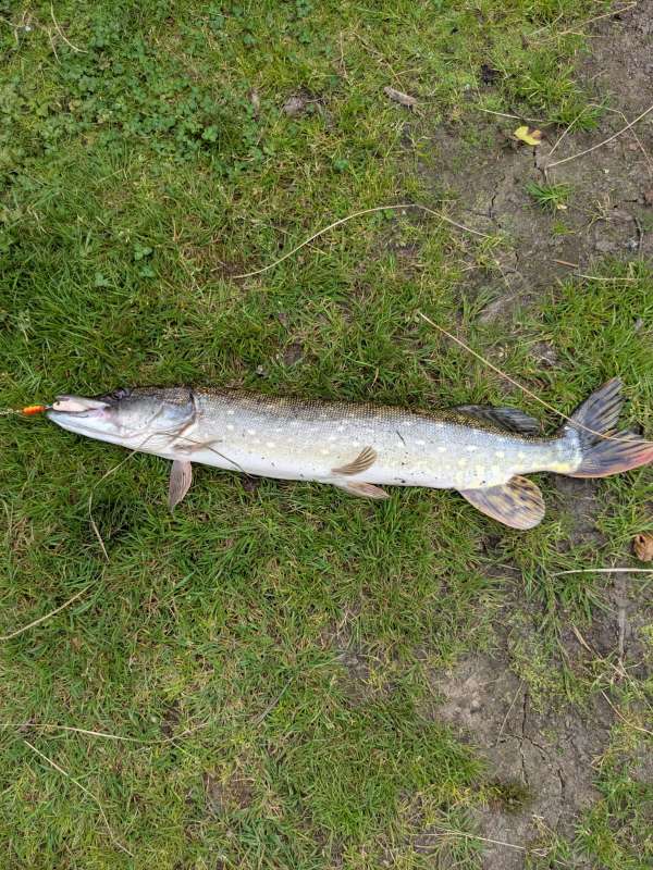 Beau poisson!